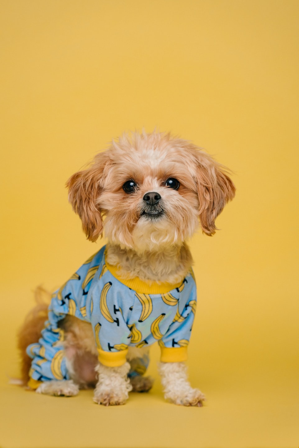 Cães