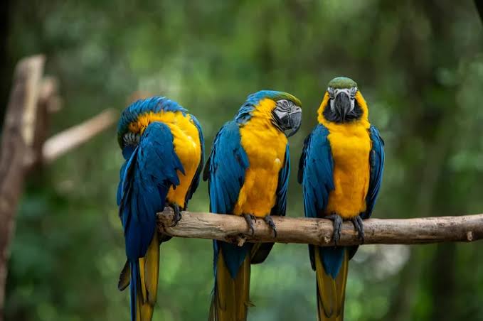 Aves